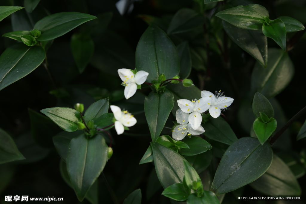 白花紫露草