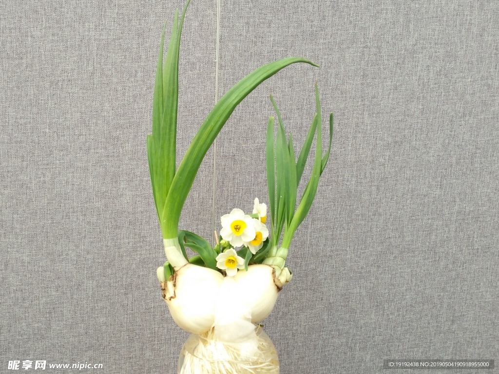 水仙花