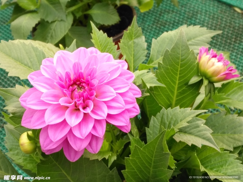 小丽花