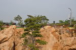 松树  假山  石林  针叶松