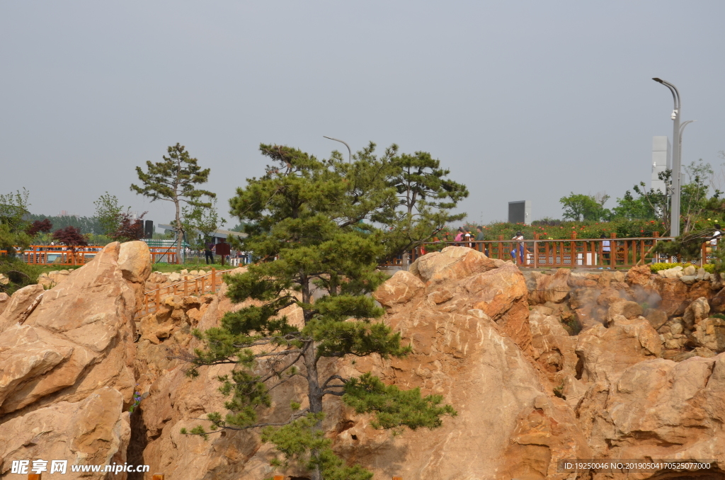 松树  假山  石林  针叶松