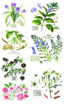 鲜花手绘