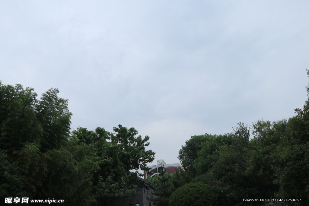 竹林天空
