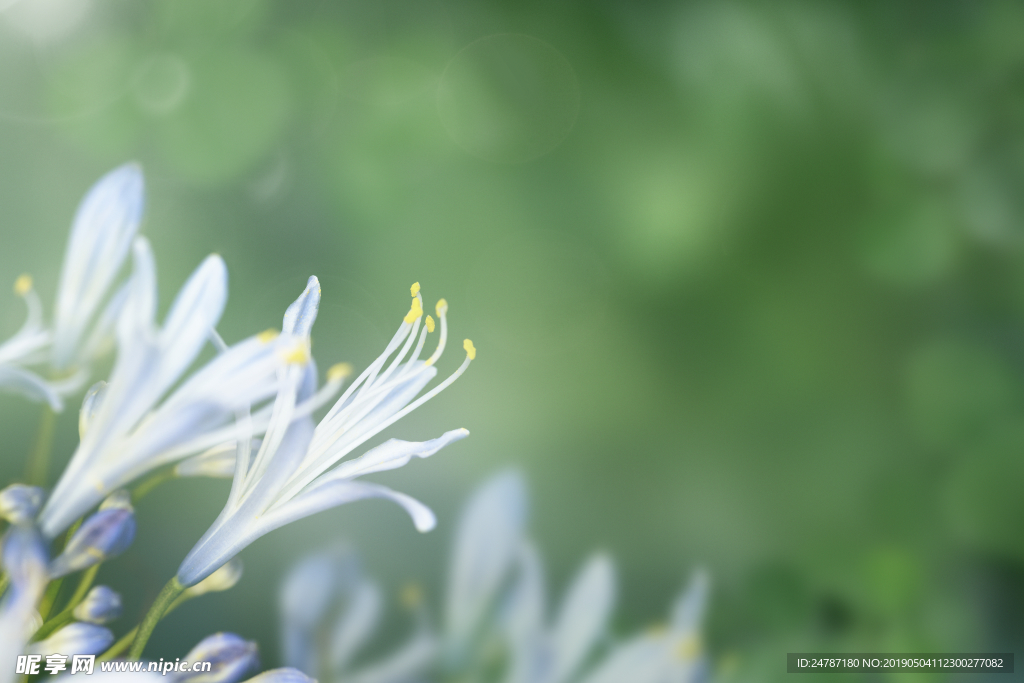 花朵特写