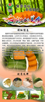舌尖上的美食-贵州黄粑海报