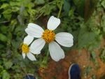 鬼针草