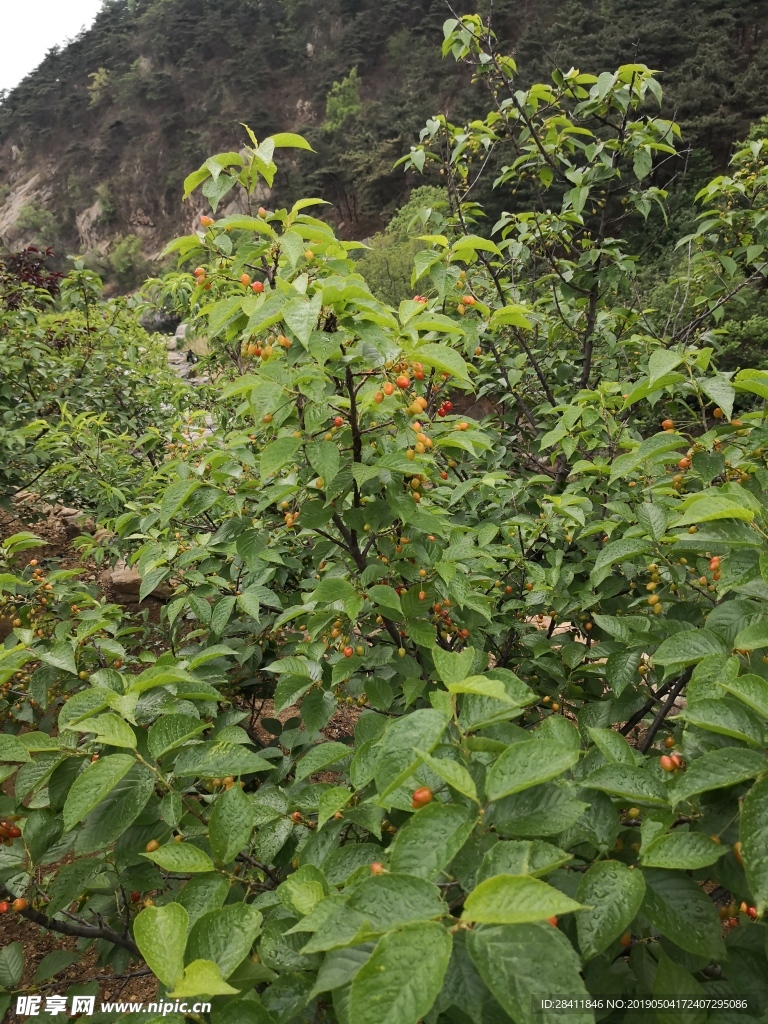 泰安 泰山 天平湖公园 公园