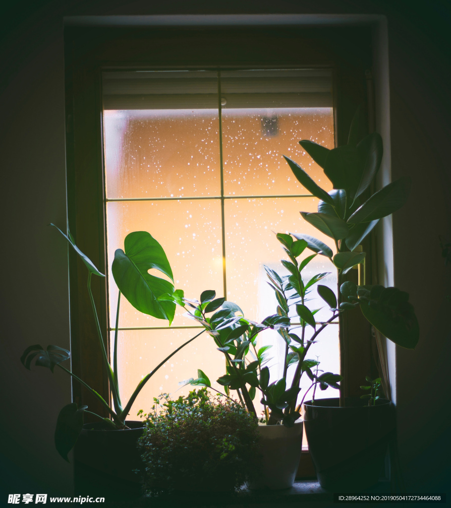 窗户和绿植
