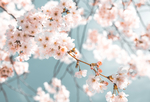 桃花樱花