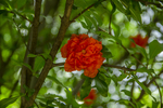 石榴花