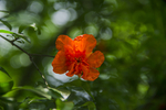 石榴花