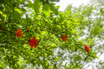 石榴花