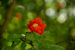 石榴花