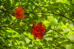 石榴花