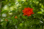 石榴花