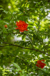 石榴花
