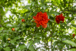石榴花