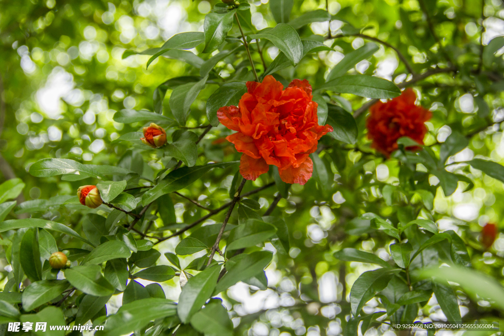 石榴花