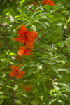 石榴花