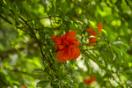 石榴花