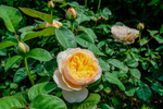玫瑰花