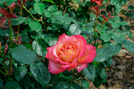 玫瑰花