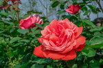 玫瑰花
