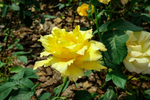 花边黄玫瑰