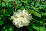 白玫瑰花
