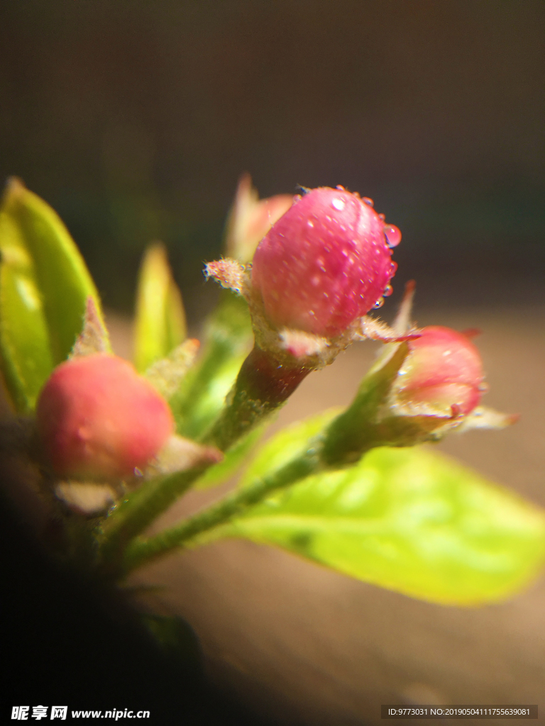 绿色植物