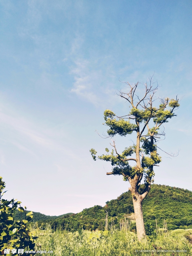 树