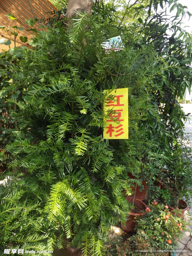 红豆杉树