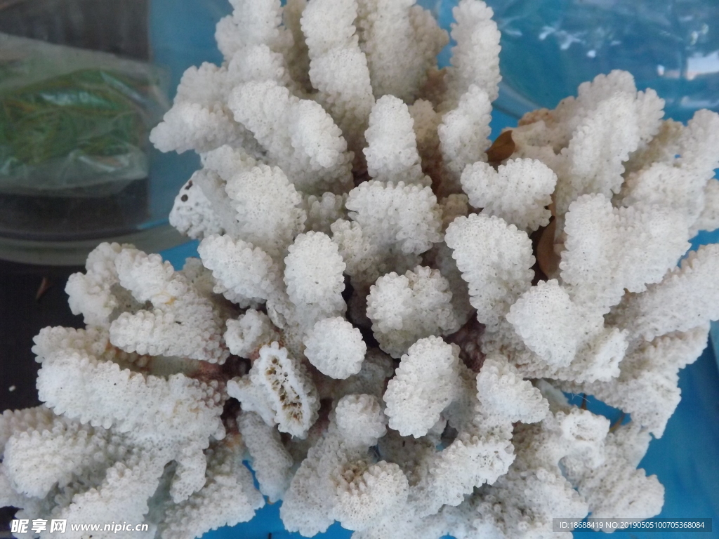 白珊瑚
