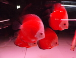 红色小金鱼