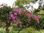 叶子花三角梅