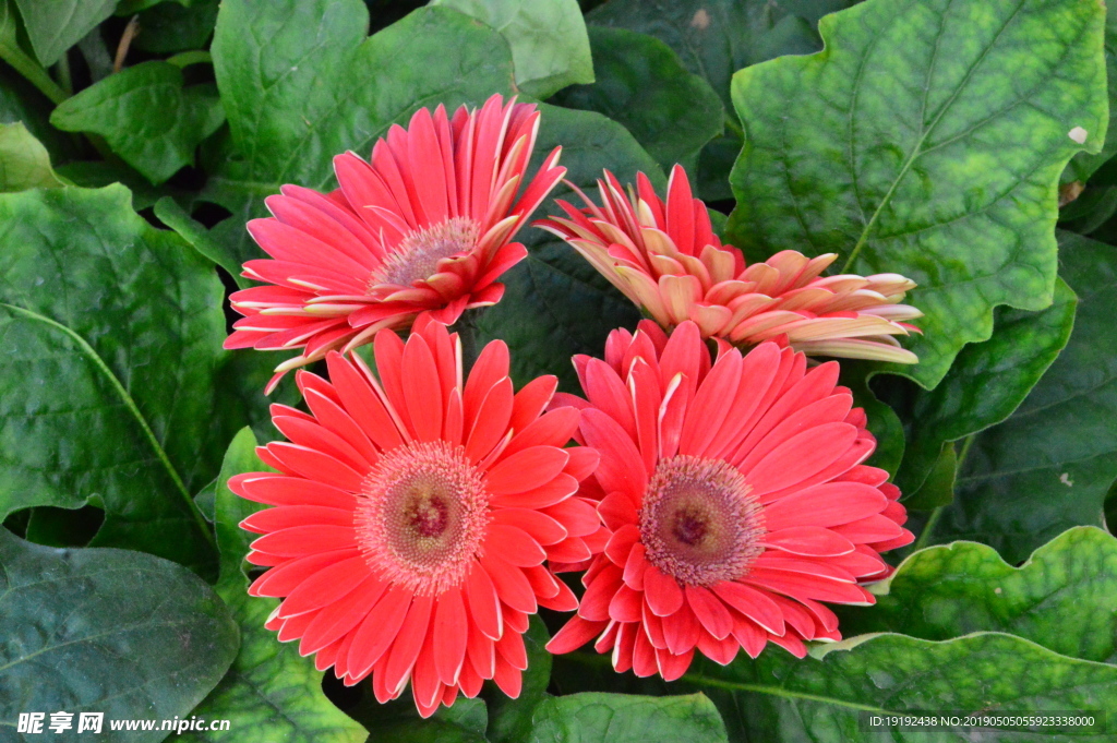 非洲菊