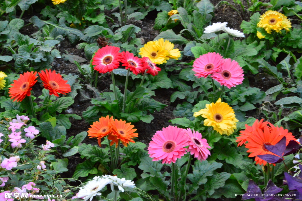非洲菊