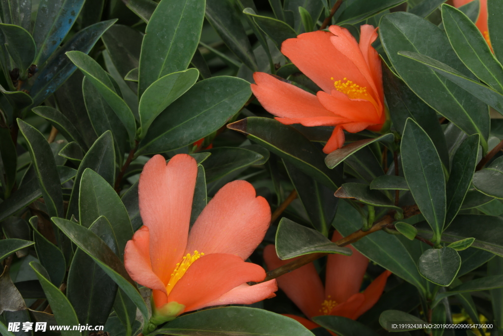 山茶花