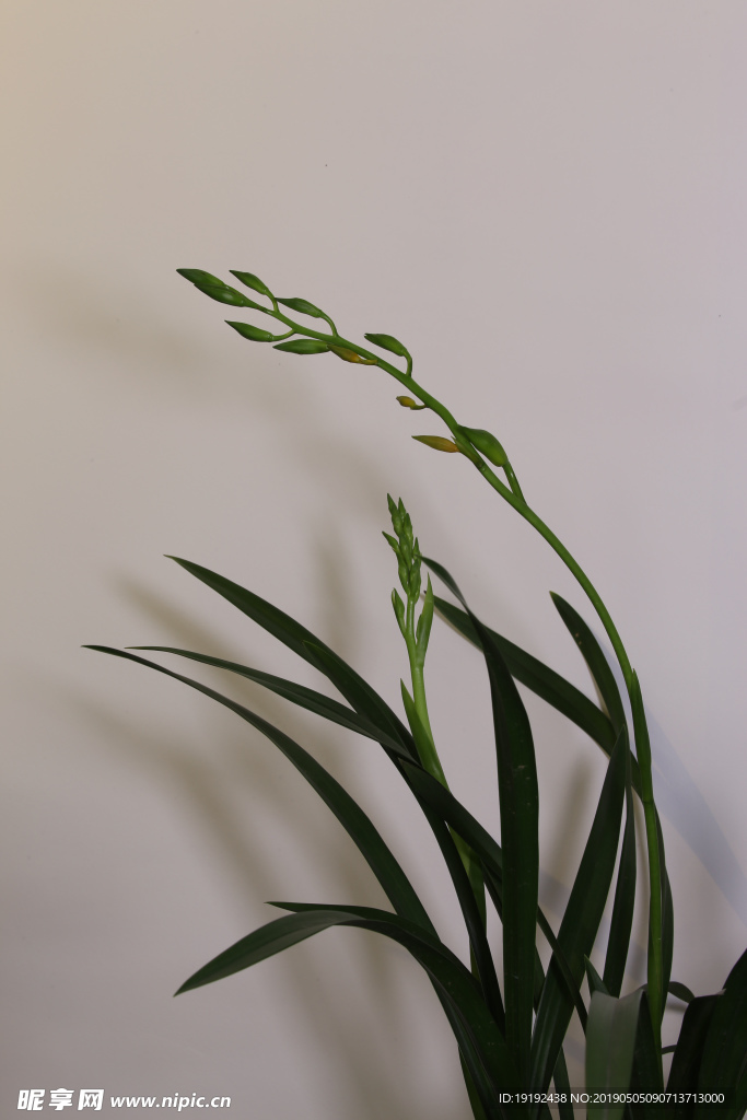 兰花