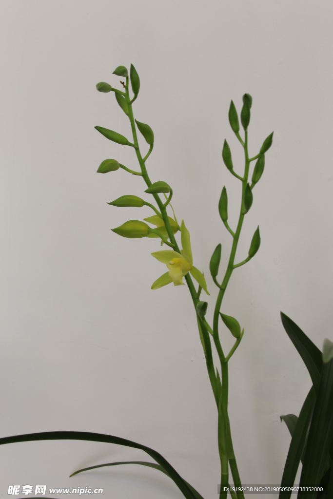 兰花