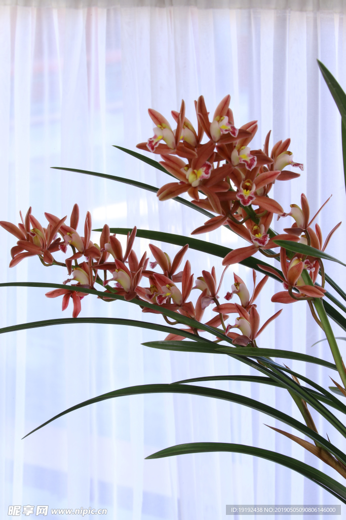 兰花