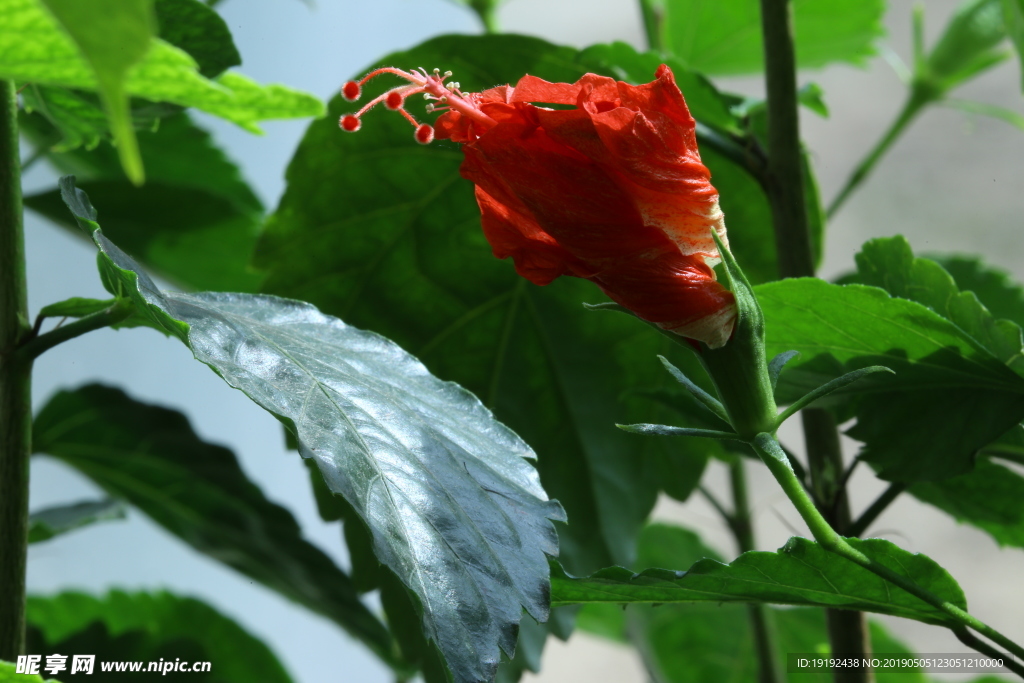 扶桑花