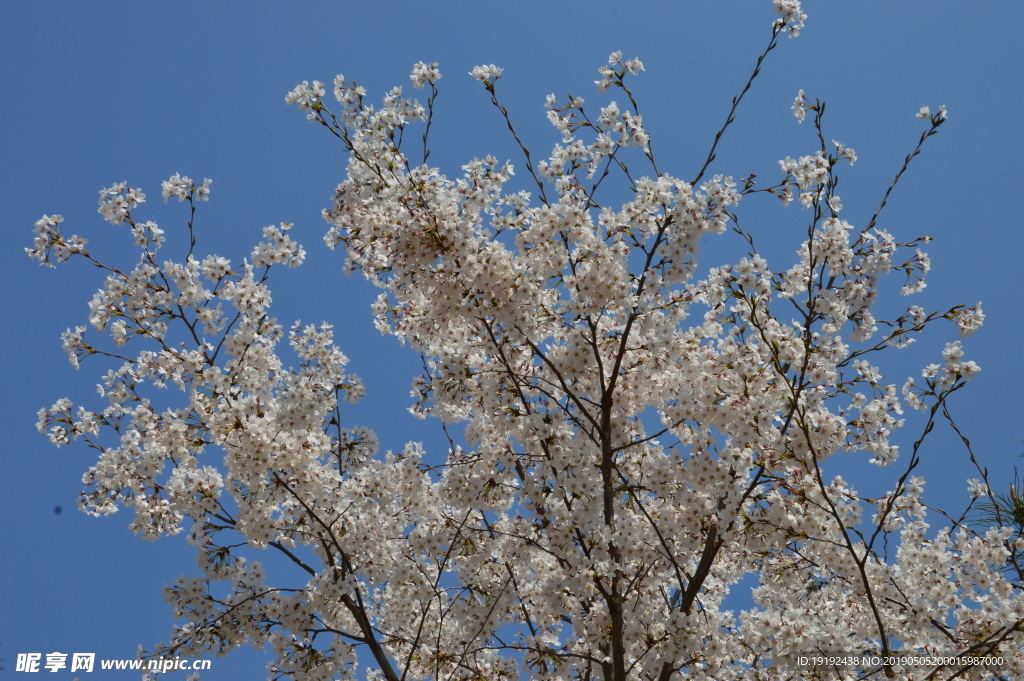 樱花