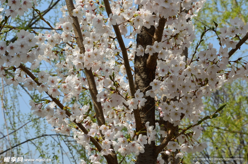 樱花