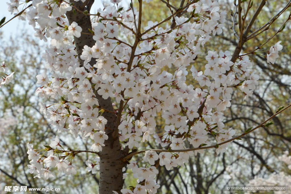 樱花