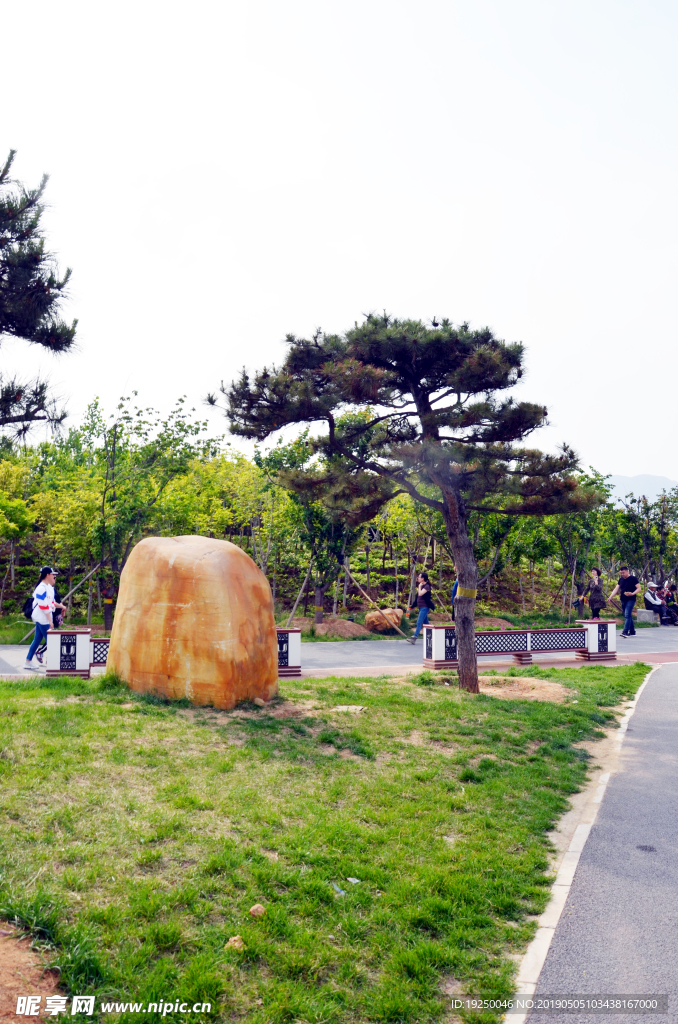 松树  假山  石林  针叶松