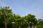 绿树  树木  天空  树林