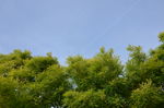 绿树  树木  天空  树林