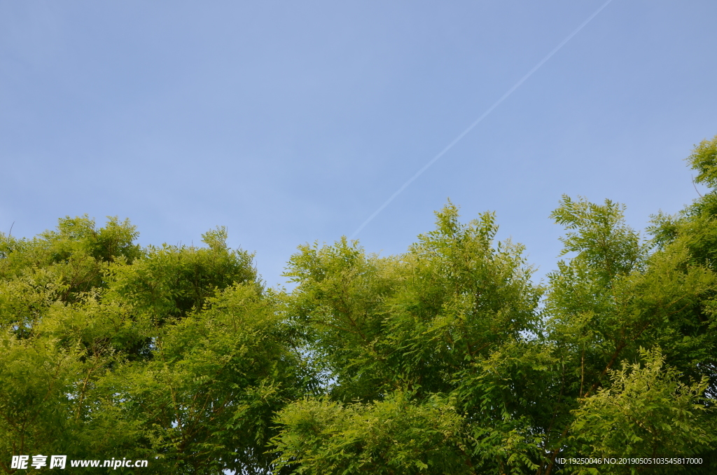 绿树  树木  天空  树林