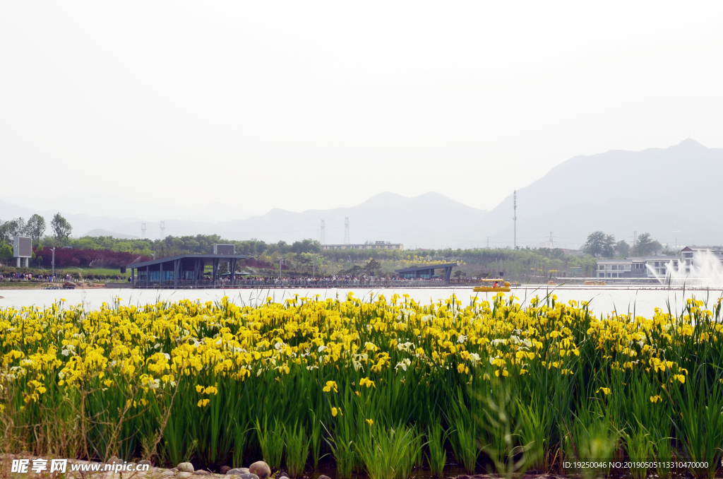 花海 湖面